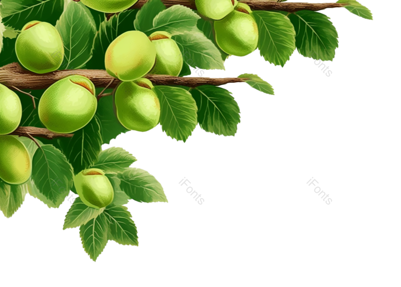 叶子图片,芒种元素,主图PNG,水果免抠素材